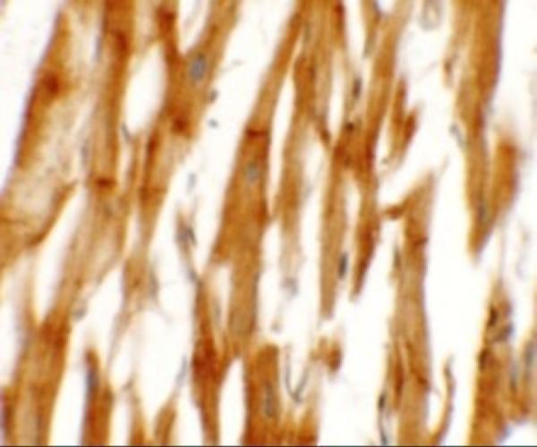 a12284 1 ncln primary antibodies ihc testing 2