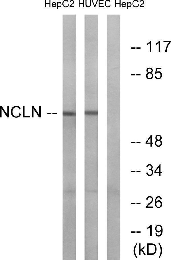 Western blot analysis of lysates from HepG2 and HUVEC cells, using NCLN Antibody