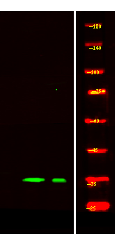 a12294 neurod6 primary antibodies wb testing 1