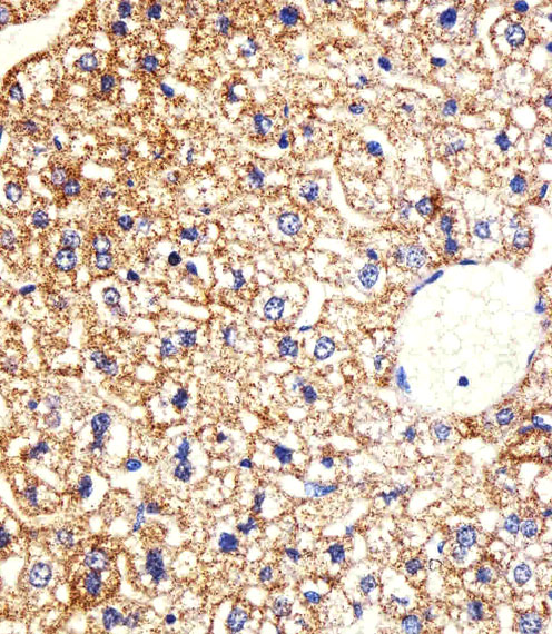 Immunohistochemical analysis of paraffin-embedded M. liver section using Mouse Csnk1g3 Antibody (C-term). A12301-1 was diluted at 1:25 dilution. A peroxidase-conjugated goat anti-rabbit IgG at 1:400 dilution was used as the secondary antibody, followed by DAB staining.