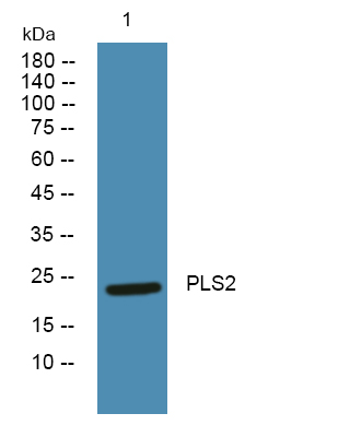 a12303 plscr2 primary antibodies wb testing 1