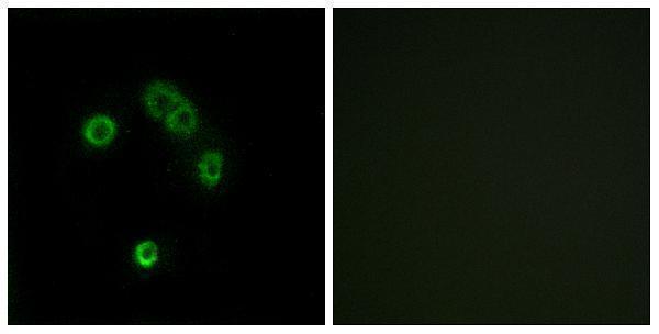 Immunofluorescence analysis of MCF7 cells, using TAS2R13 Antibody
