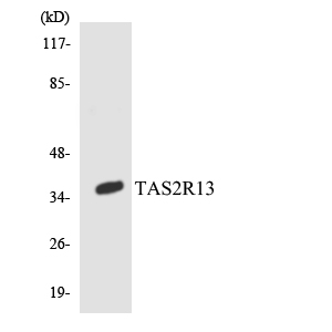 Western blot analysis of the lysates from COLO205 cells using TAS2R13 antibody