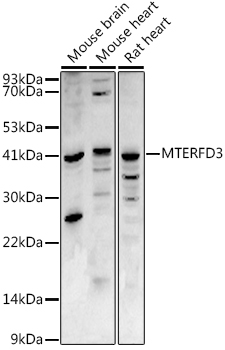 a12326 1 mterf2 primary antiboties wb testing 1