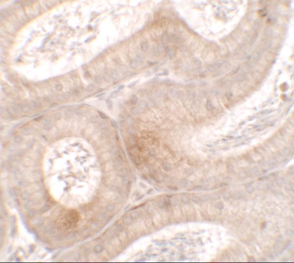 a12326 mterfd3 primary antibodies ihc testing 2
