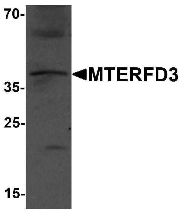 a12326 mterfd3 primary antibodies wb testing 1