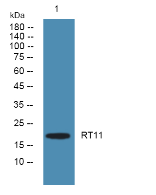 a12333 mrps11 primary antibodies wb testing 1