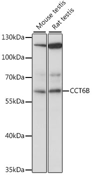 a12335 cct6b primary antiboties wb testing 1