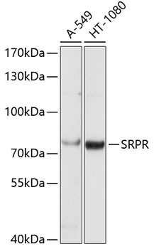 Western blot analysis of extracts of various cell lines, using SRPR antibody  at 1:1000 dilution