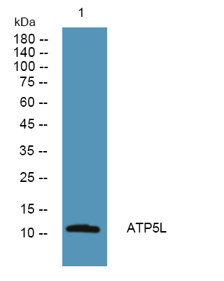 a12344 atp5l primary antibodies wb testing 1
