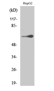 Western Blot (WB) analysis of specific cells using TESK2 Polyclonal antibody