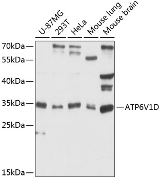 Western blot analysis of extracts of various cell lines, using ATP6V1D antibody  at 1:3000 dilution