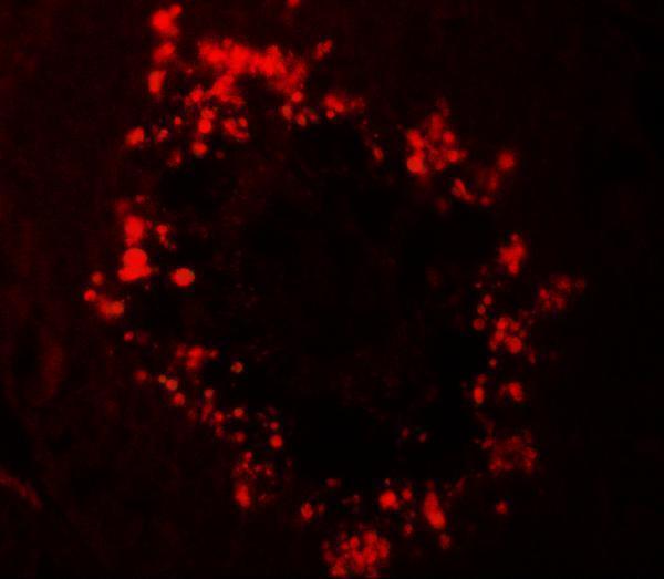a12367 rgs22 primary antibodies if testing 2