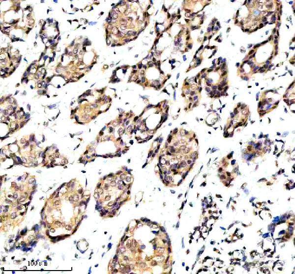  IHC analysis of C6orf130/OARD1 using anti-C6orf130/OARD1 antibody (A12369)