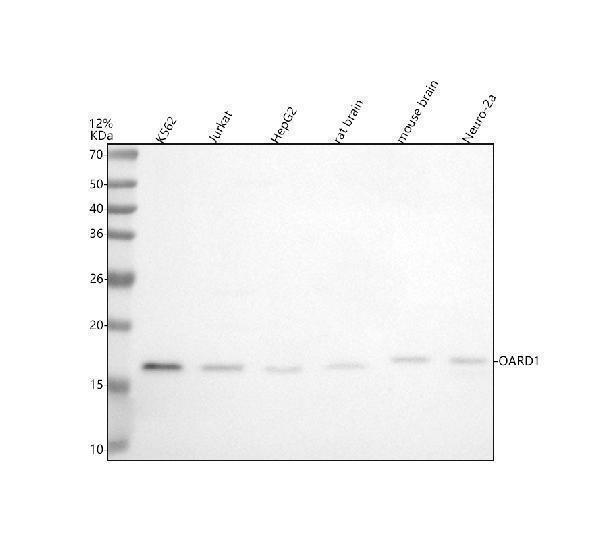  Western blot analysis of C6orf130/OARD1 using anti-C6orf130/OARD1 antibody (A12369)
