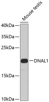 Western blot analysis of extracts of mouse testis, using DNAL1 antibody  at 1:1000 dilution