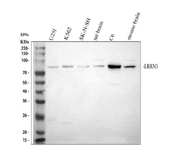 a12376 1 lrrn3 primary antibodies wb testing 1