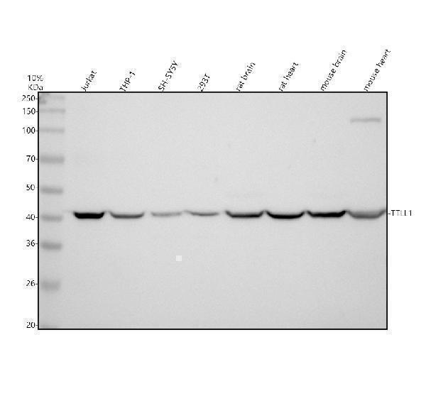 a12380 1 ttll1 primary antibodies wb testing 1