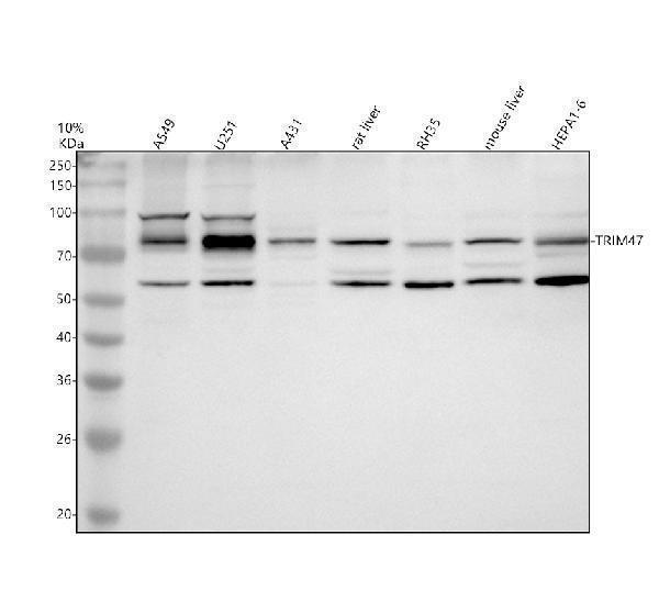 a12382 1 trim47 primary antibodies wb testing 1