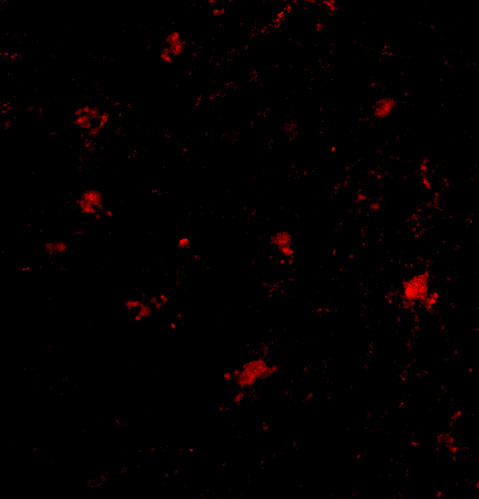 a12383 baiap3 primary antibodies if testing 3