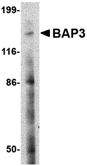 a12383 baiap3 primary antibodies wb testing 1