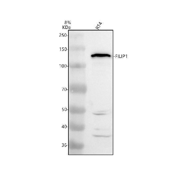 a12395 1 filip1 primary antibodies wb testing 1