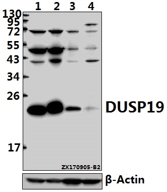 a12397 1 dusp19 primary antiboties wb testing 1