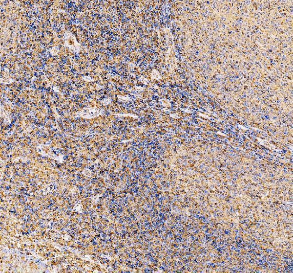 a12403 1 gmfg primary antibodies ihc testing 3