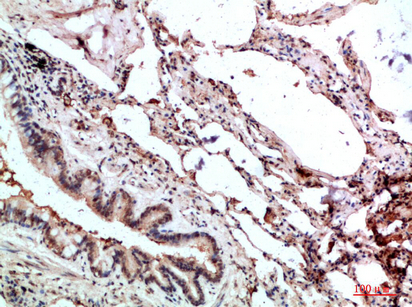a12403 gmfg primary antibodies ihc testing 1