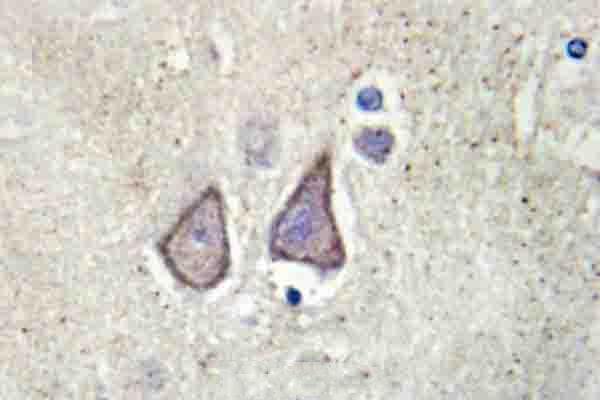 Immunohistochemistry (IHC) analyzes of Cadherin-9 (P222) pAb in paraffin-embedded human brain tissue