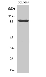 Western blot analysis of various cells using Cadherin-9 Polyclonal Antibody