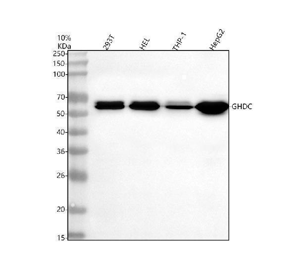  Western blot analysis of GHDC using anti-GHDC antibody (A12411-1)