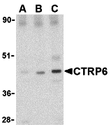 a12414 1 c1qtnf6 primary antibodies wb testing 1