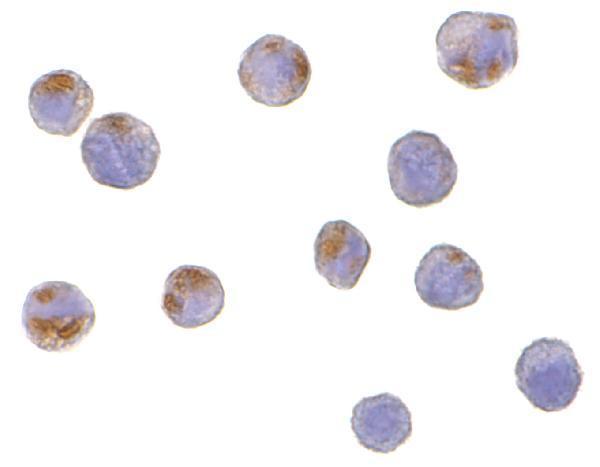 a12414 c1qtnf6 primary antibodies icc testing 2