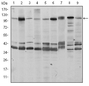 a12417 fuk primary antibodies wb testing 2