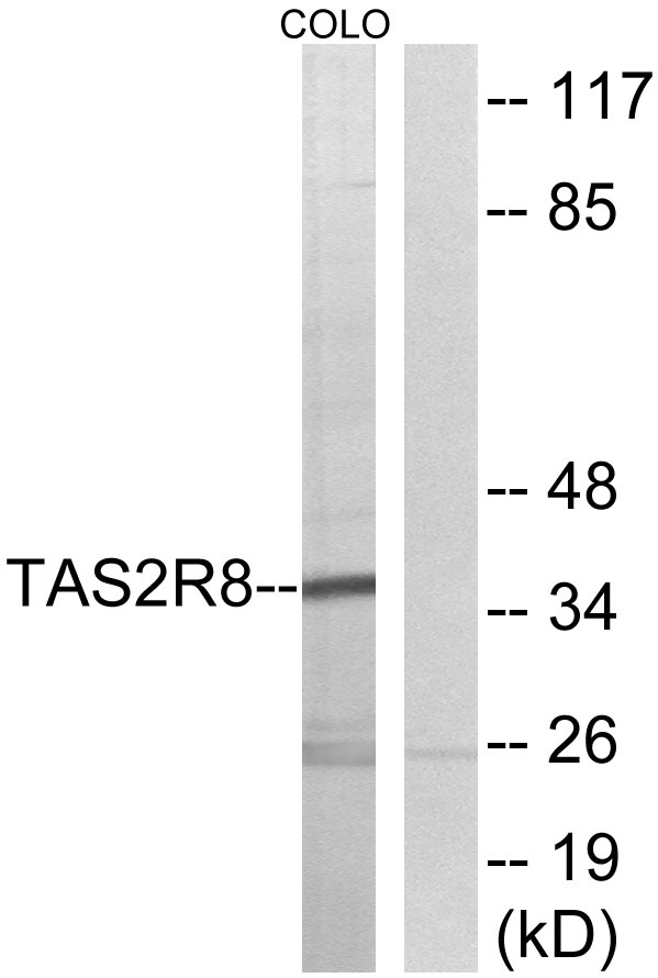 Western blot analysis of lysates from COLO cells, using TAS2R8 Antibody
