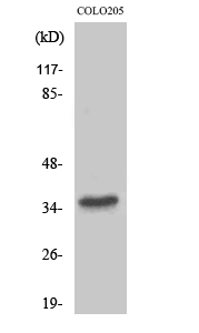 Western Blot analysis of various cells using T2R8 Polyclonal Antibody