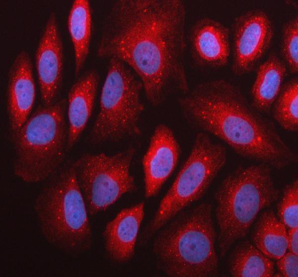 IF analysis of DNAJB14 using anti-DNAJB14 antibody (A12429-1)