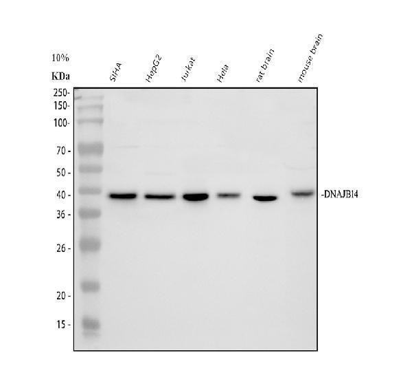 Western blot analysis of DNAJB14 using anti-DNAJB14 antibody (A12429-1)