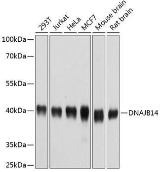 a12429 dnajb14 primary antiboties wb testing 1