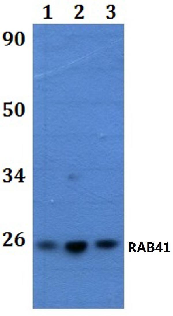 a12434 1 rab41 primary antiboties wb testing 1