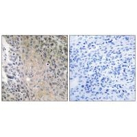 Anti-Histone H3 (T11) HIST1H3A Antibody