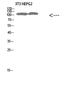 a12439 col28a1 primary antibodies wb testing 1