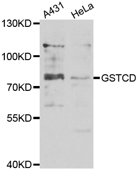Western blot analysis of extracts of various cell lines, using GSTCD antibody
