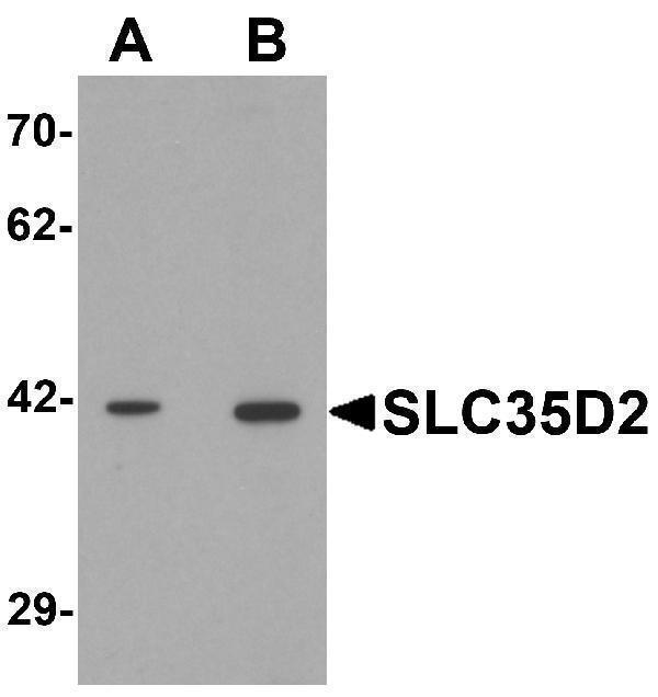 a12449 slc35d2 primary antibodies wb testing 1