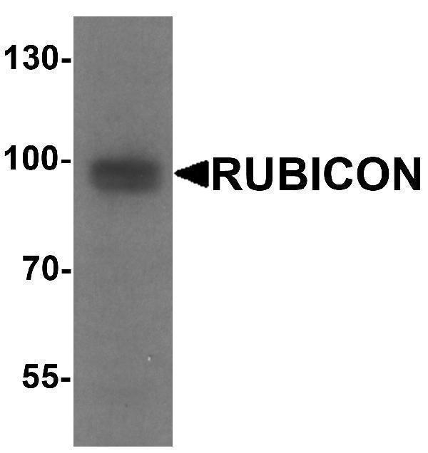 a12453 kiaa0226 primary antibodies wb testing 1