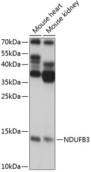 a12461 ndufb3 primary antiboties wb testing 1