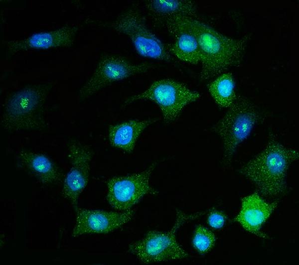 Figure 10. IF analysis of PSMD8 using anti-PSMD8 antibody (A12465-1). PSMD8 was detected in an immunocytochemical section of A549 cells. Enzyme antigen retrieval was performed using IHC enzyme antigen retrieval reagent (AR0022) for 15 mins. The cells were blocked with 10% goat serum. And then incubated with 5 microg/mL rabbit anti-PSMD8 Antibody (A12465-1) overnight at 4°C. DyLight®488 Conjugated Goat Anti-Rabbit IgG (BA1127) was used as secondary antibody at 1:100 dilution and incubated for 30 minutes at 37°C. The section was counterstained with DAPI. Visualize using a fluorescence microscope and filter sets appropriate for the label used.