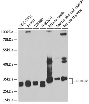 Western blot analysis of extracts of various cell lines, using PSMD8 antibody  at 1:1000 dilution