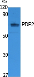 a12472 pdp2 primary antibodyes wb testing 1